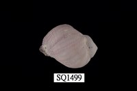 藏品(紫口珊瑚螺)的圖片